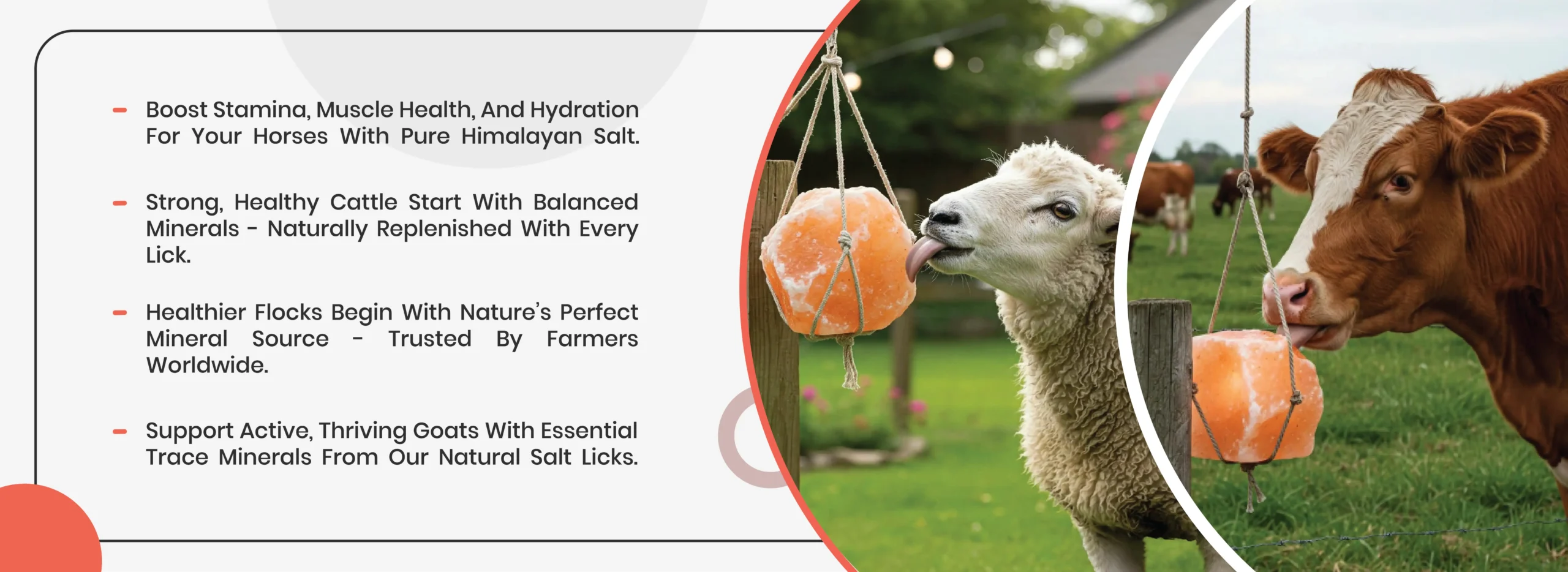 Benefits of Himalayan Salt Lick for Animals